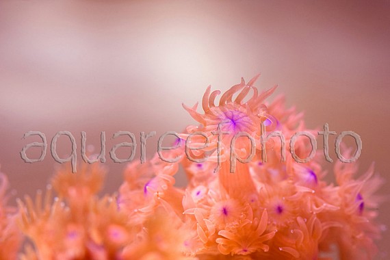 Goniopora lobata 02