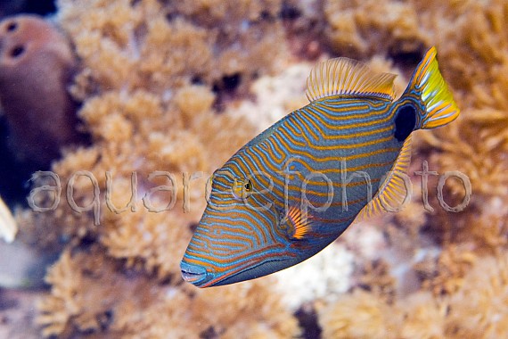 Balistapus undulatus 01