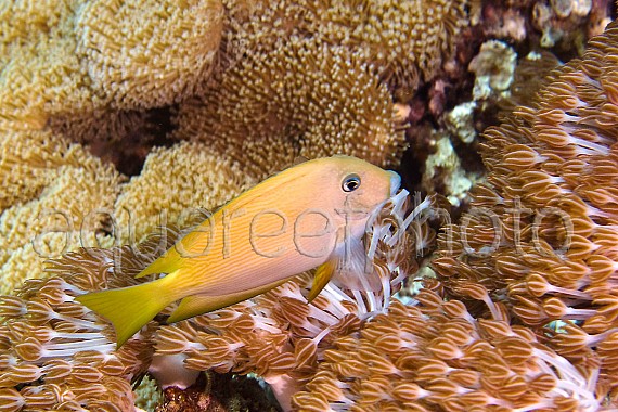Ctenochaetus cyanocheilus 01