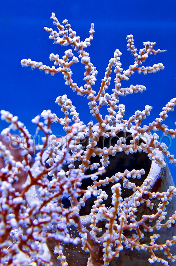 Acalycigorgia inermis 01