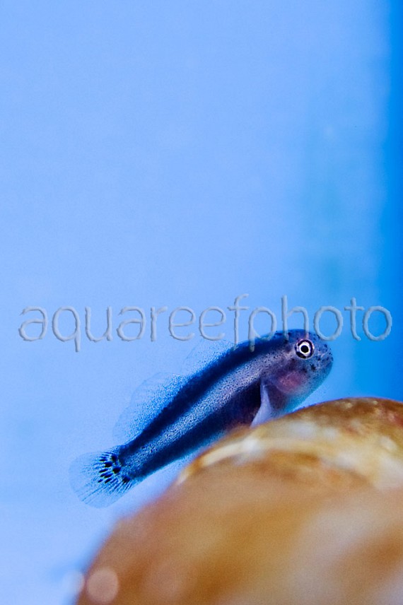 Gobiodon albofasciatus 01