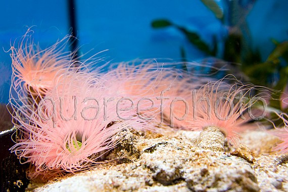 Cerianthus filiformis 05