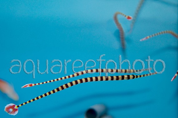 Doryrhamphus dactyliophorus 02
