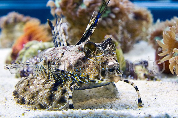 Dactylopus dactylopus 01