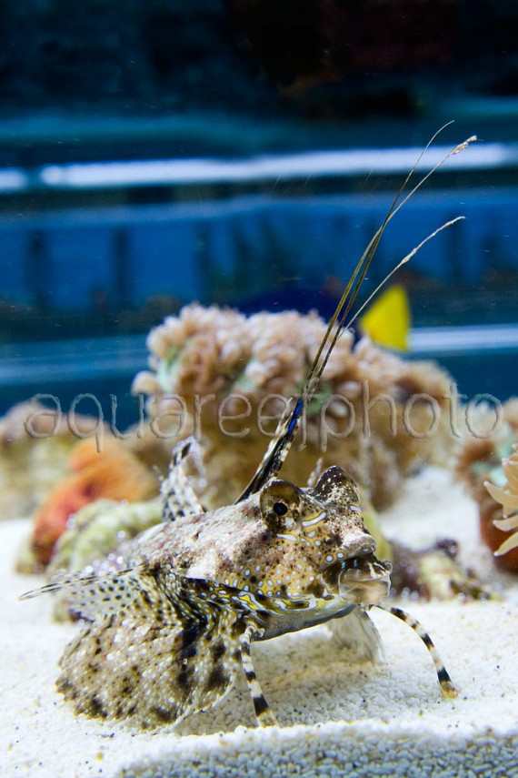 Dactylopus dactylopus 02