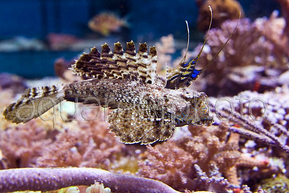 Dactylopus dactylopus 03