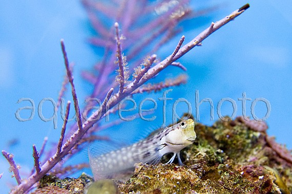 Ecsenius yaeyamaensis 01
