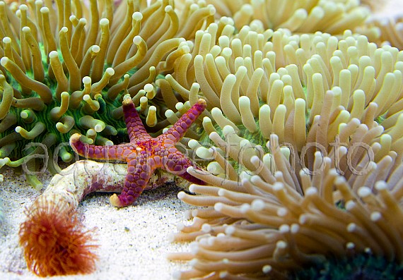 Heliofungia actiniformis & Fromia sp.