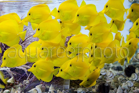 Zebrasoma flavescens school 01