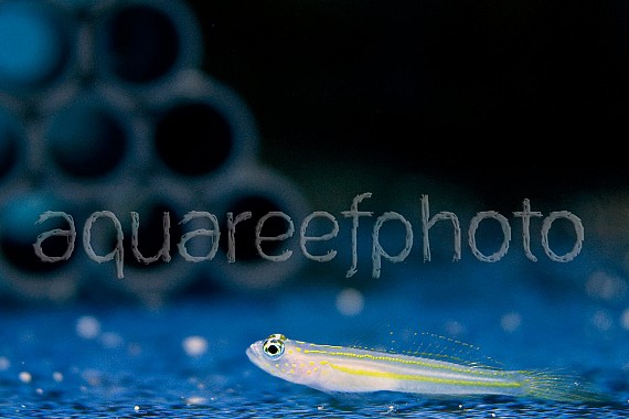 Gobiidae sp. 01