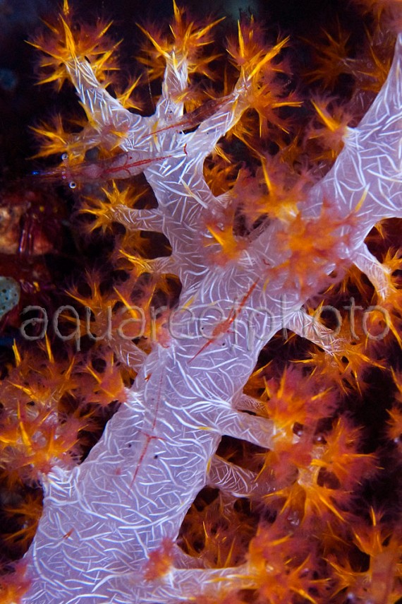 Periclimenea psamathe 01