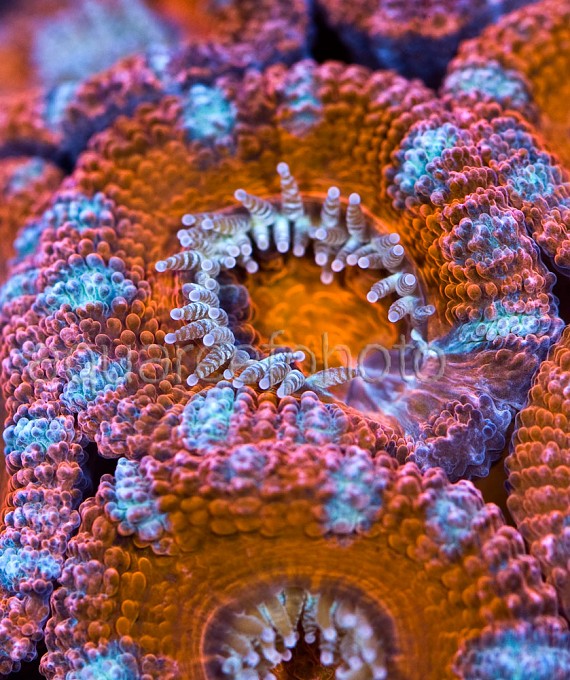 Acanthastrea lordhowensis 10
