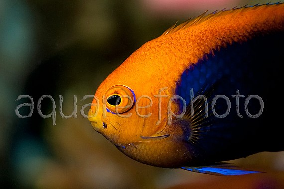 Centropyge acanthops 06
