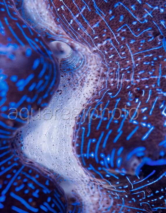 Tridacna maxima 02