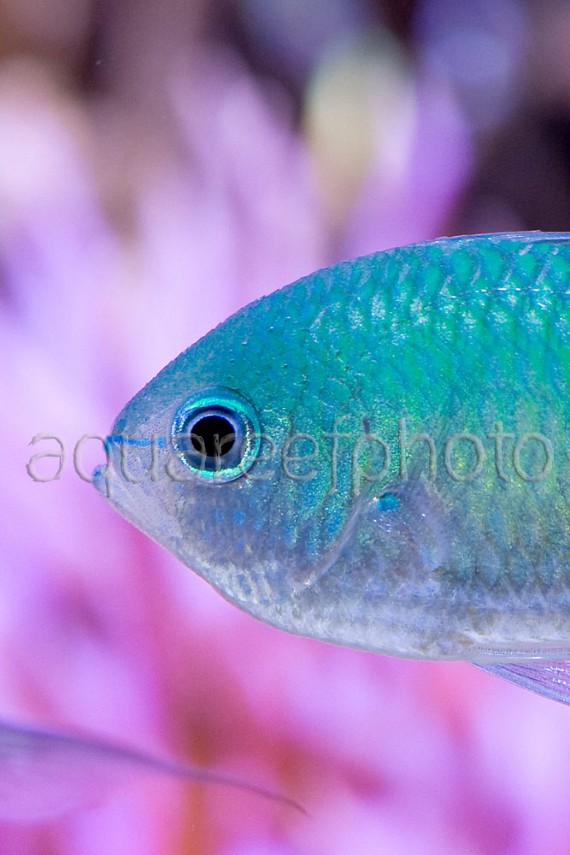 Chromis viridis 07