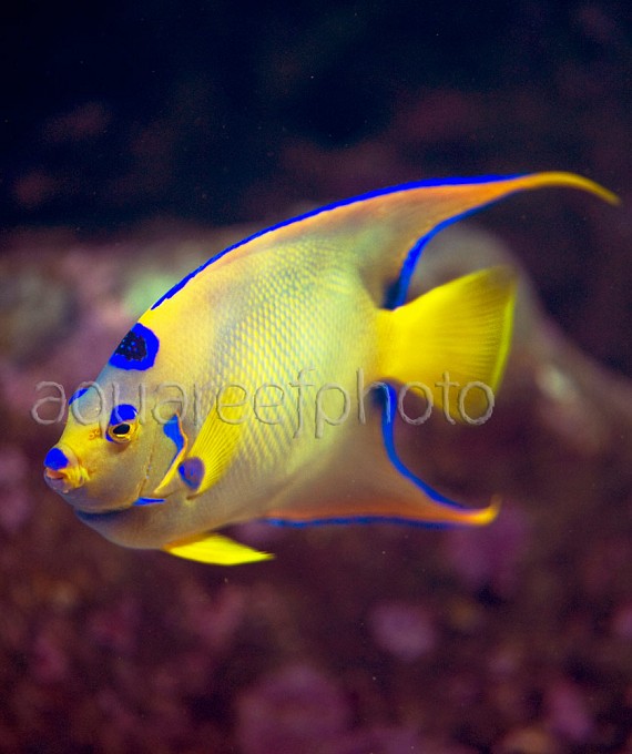 Holacanthus ciliaris 04