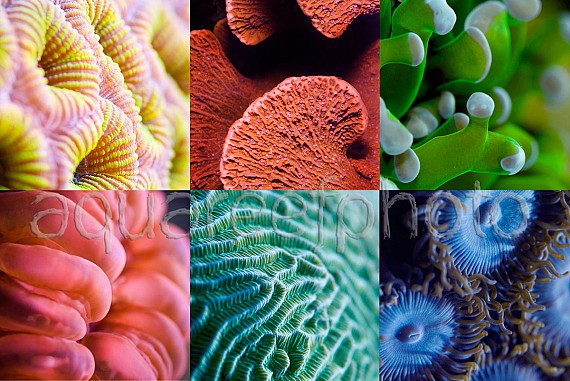 CoralMix 02