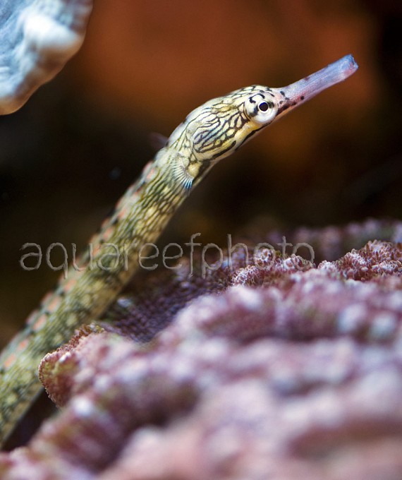 Corythoichthys intestinalis 03
