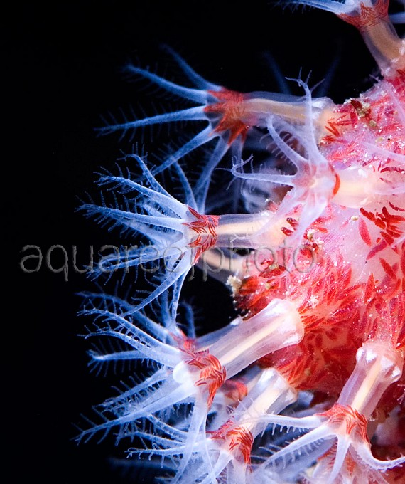 Alcyonium glomeratum 02