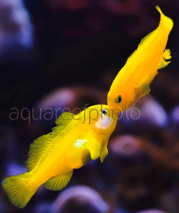 Gobiodon okinawae 04