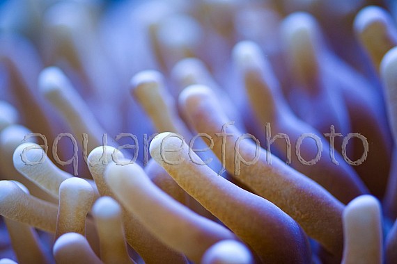 Heliofungia actiniformis 02