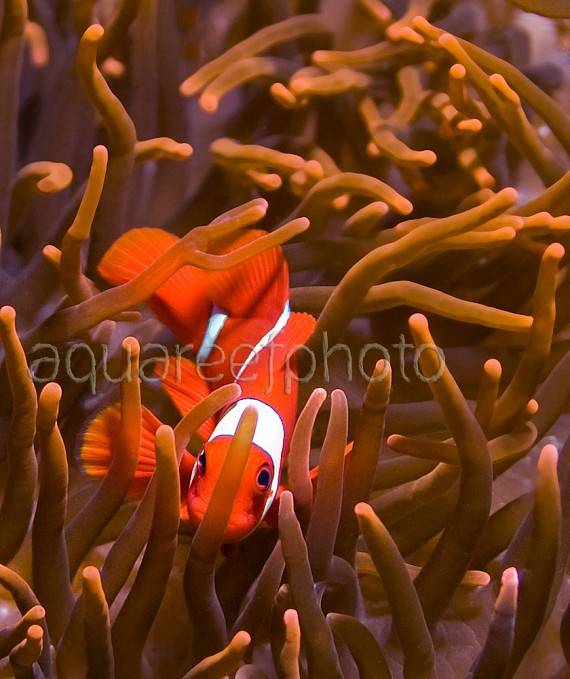 Premnas biaculeatus 04