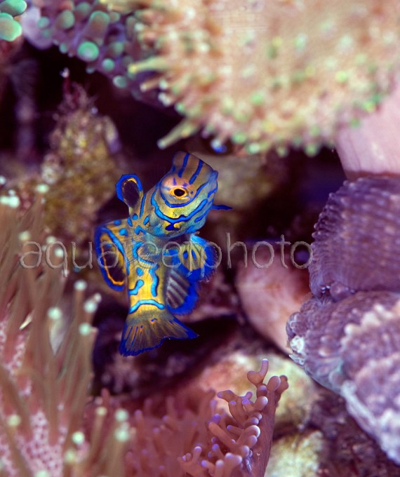 Synchiropus splendidus 18