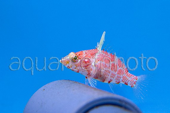 Plectranthias inermis 01