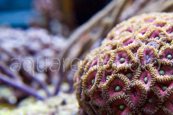 Zoanthus 18