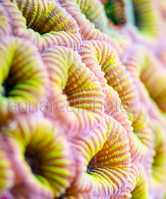 Faviidae jaune 01