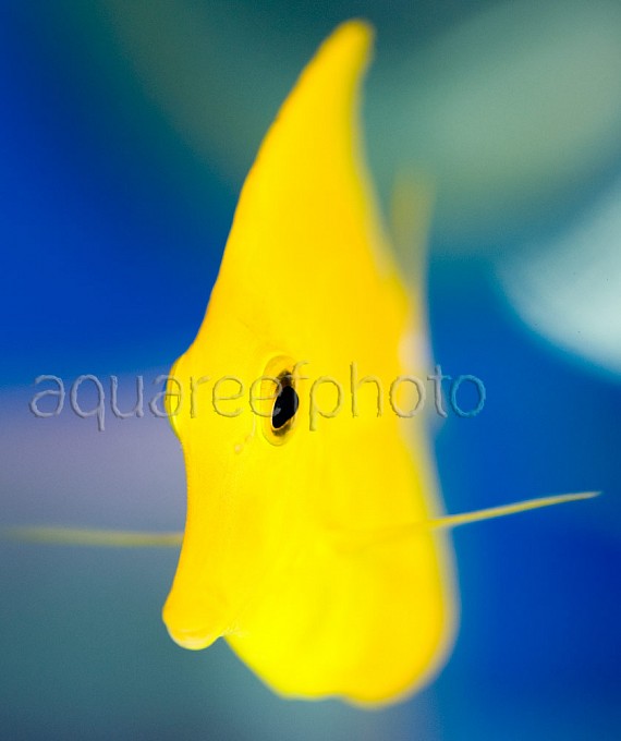 Zebrasoma flavescens 07
