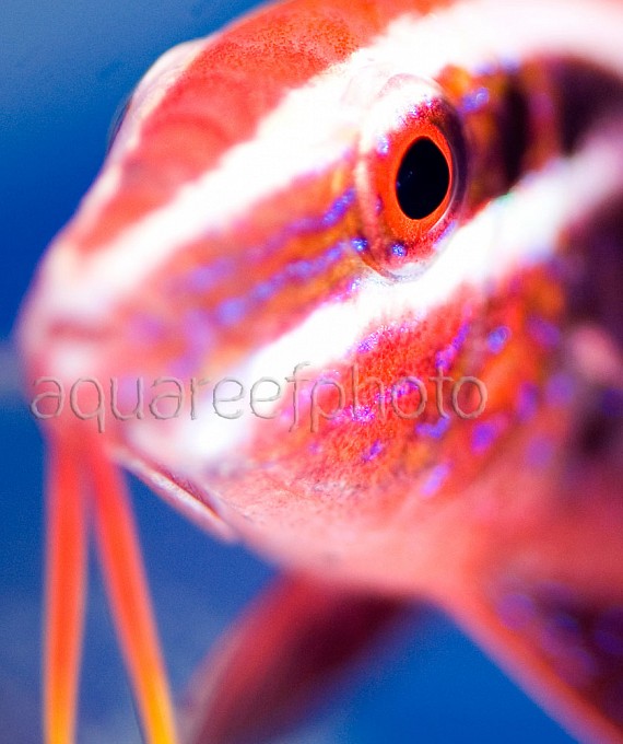 Parupeneus barberinoides 01