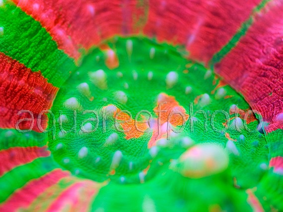 Scolymia australis 01