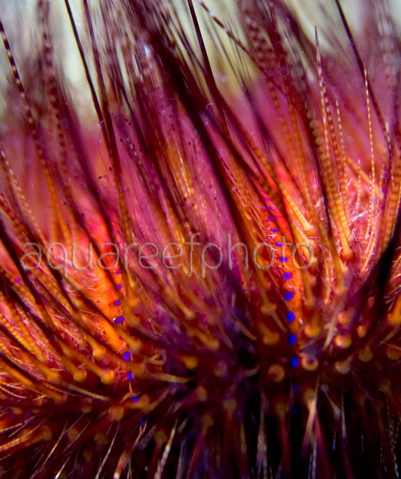 Astropyga radiata 04