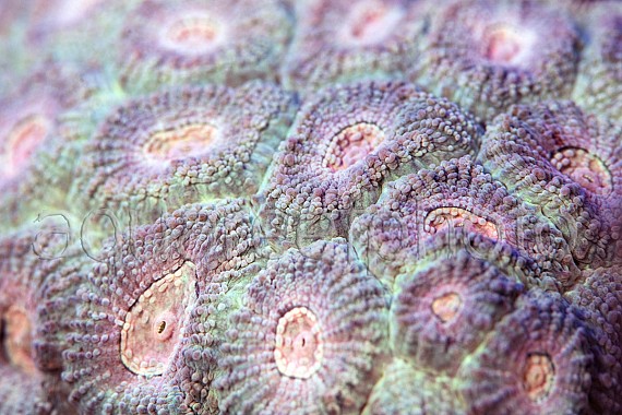Micromussa diminuta 02