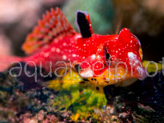 Synchiropus tudorjonesi 01
