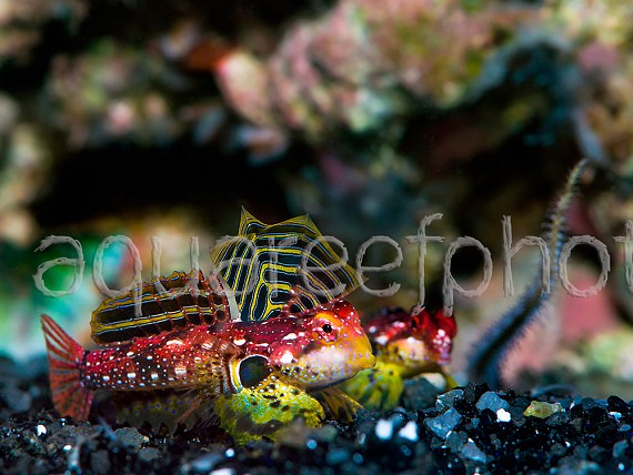 Synchiropus tudorjonesi 02