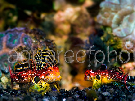 Synchiropus tudorjonesi – parade nuptiale 02