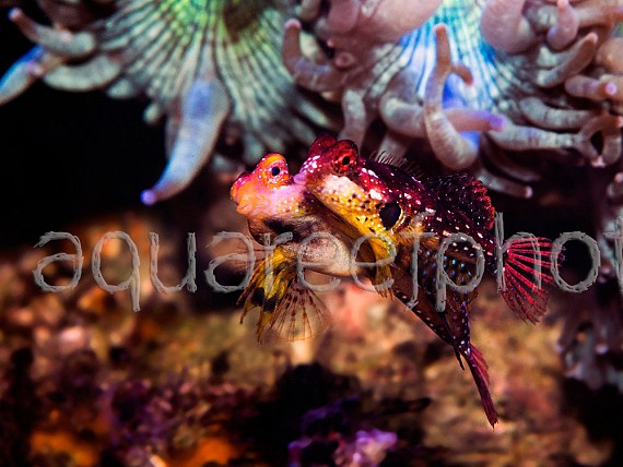 Synchiropus tudorjonesi – parade nuptiale 03