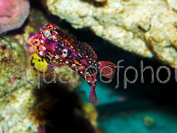 Synchiropus tudorjonesi – parade nuptiale 06