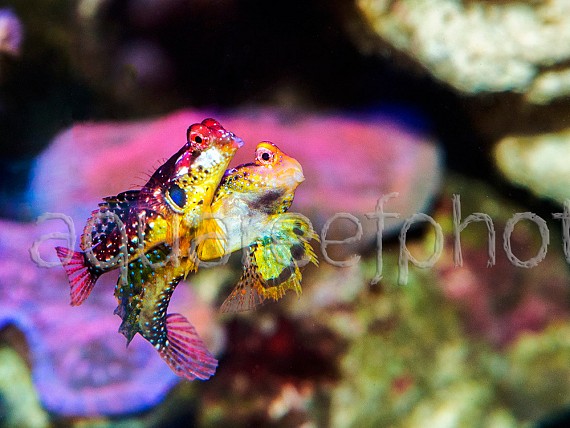 Synchiropus tudorjonesi – parade nuptiale 07
