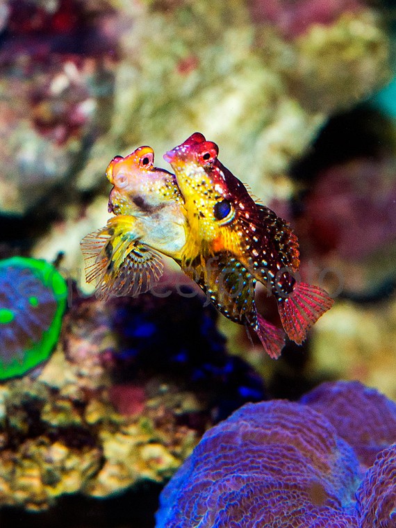 Synchiropus tudorjonesi – parade nuptiale 01