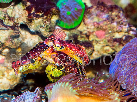 Synchiropus tudorjonesi – parade nuptiale 08 – trio