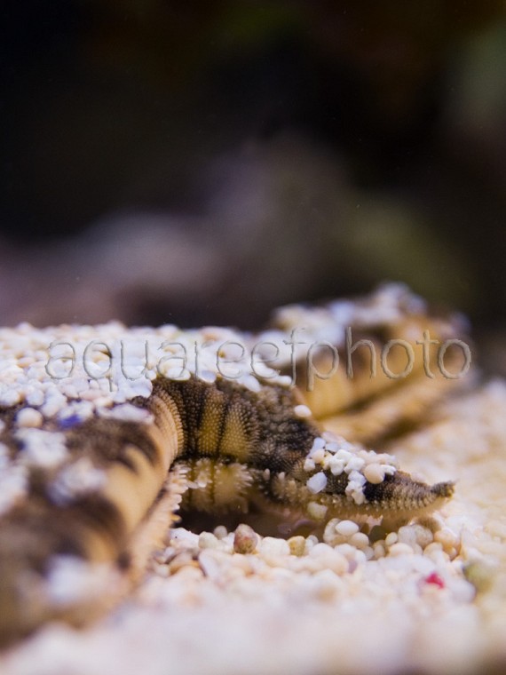 Archaster typicus 01 « Aqua Reef Photo – Marine Photo Database & Resource