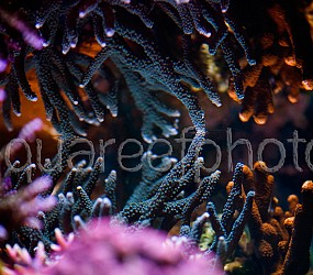 Coral reflection 01
