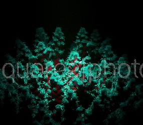 Acropora tenuis fluo 01