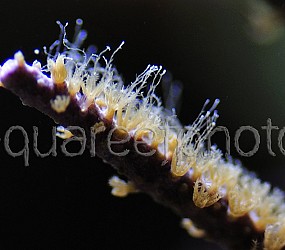 Muriceopsis flavida 02