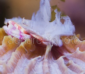 Fungia spinifer 02