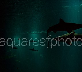 Shark aquarium 01