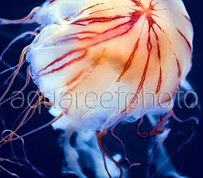 Chrysaora jellyfish 02